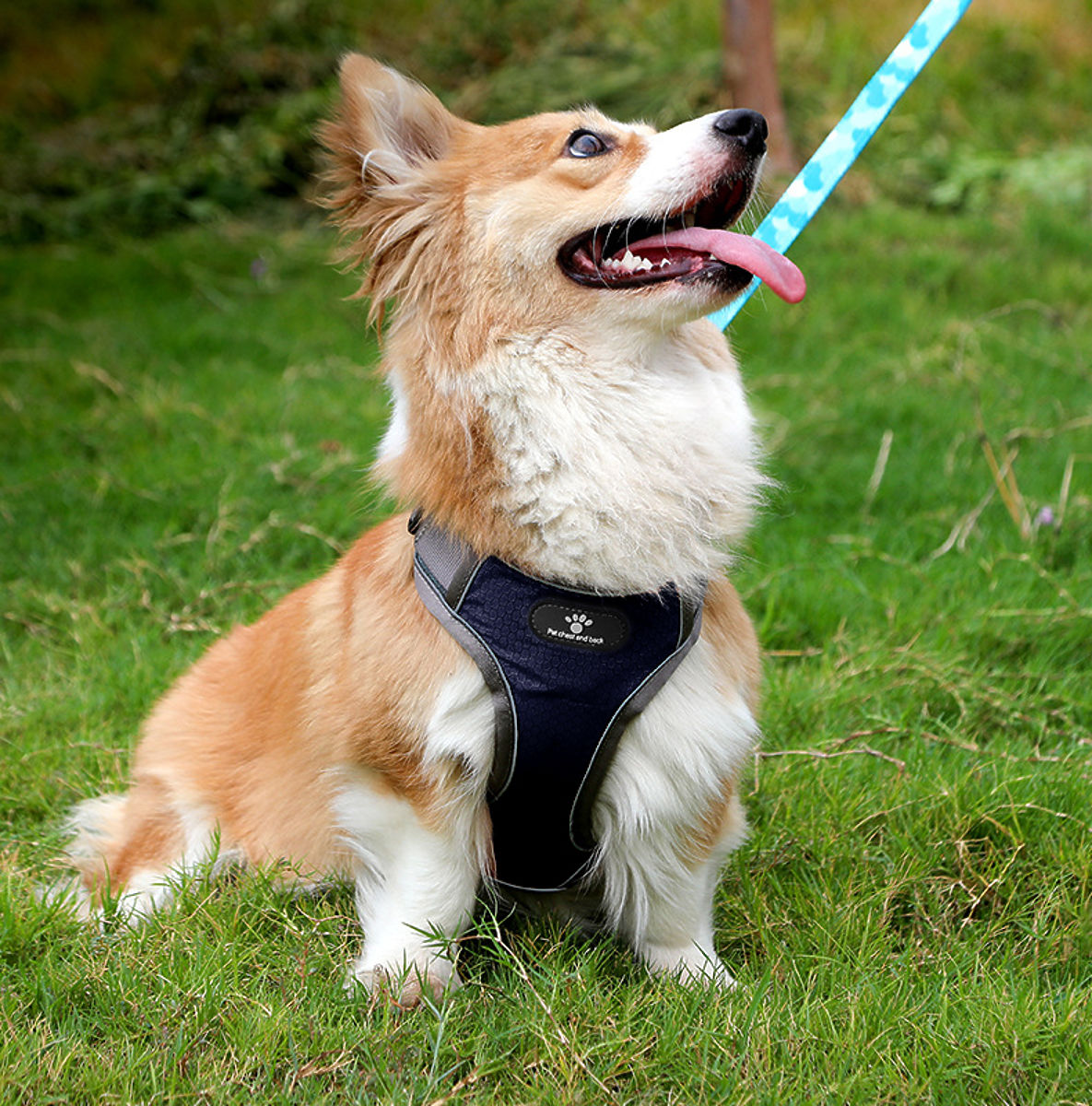 Imbracatura da addestramento per cani ASTRO blu taglia M