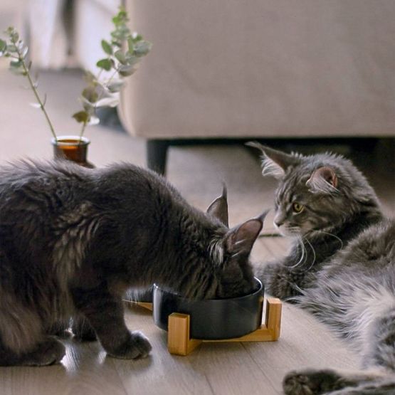 CIOTOLA PER CIBO E ACQUA PER ANIMALI NERA 331579