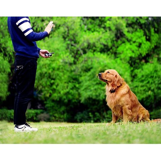 COLLARE ELETTRICO PER ADDESTRAMENTO CANI pj-098