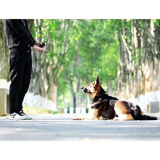 COLLARE ELETTRICO PER ADDESTRAMENTO CANI pj-098