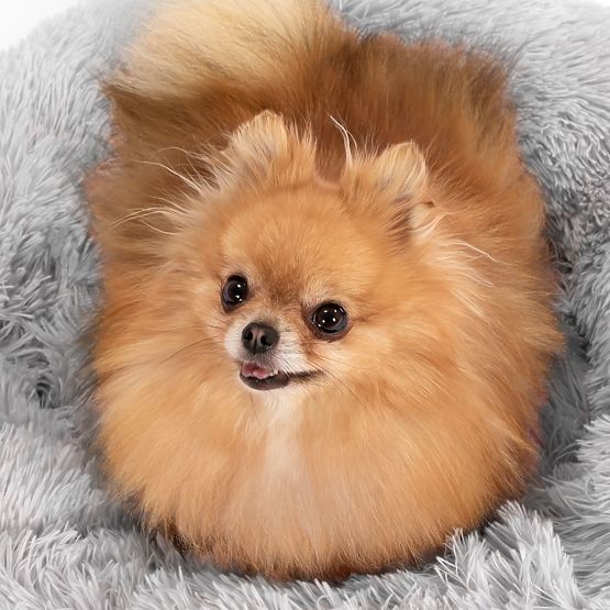 CUCCIA PER CANI E GATTI PJ-013 GRIGIO CHIARO M