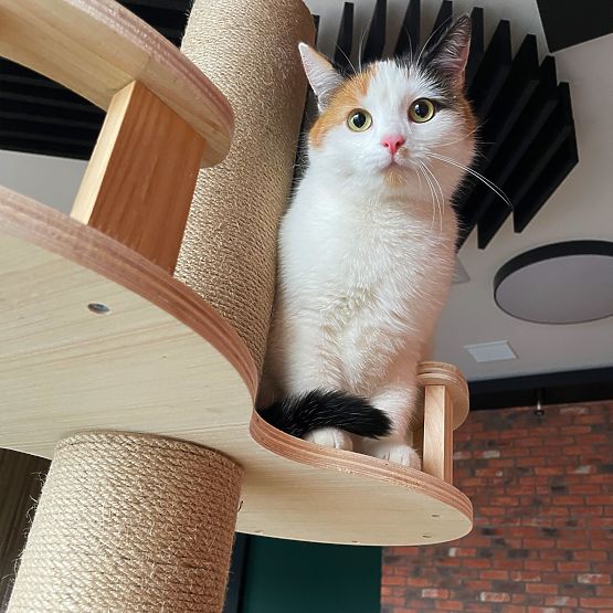 Grande tiragraffi per gatti Beige 255-265cm P70503