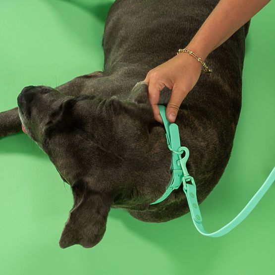 Guinzaglio e collare per cane PJ-069 verde S