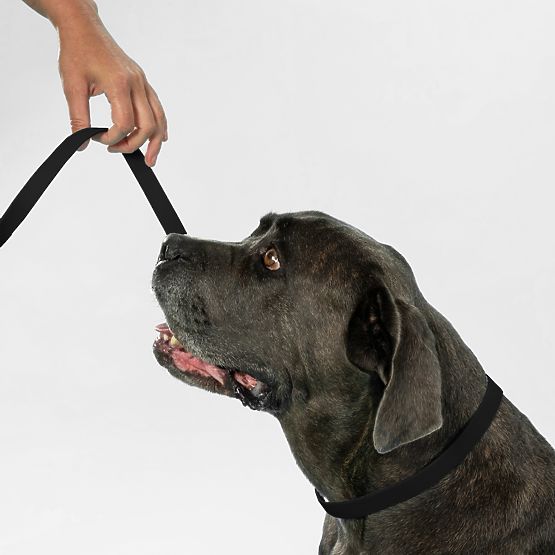 Guinzaglio e collare per cane PJ-071 nero M