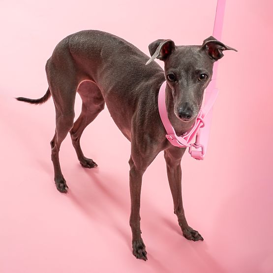 Guinzaglio e collare per cane PJ-072 rosa M