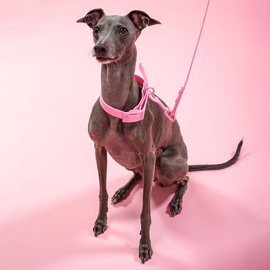 Guinzaglio e collare per cane PJ-072 rosa M