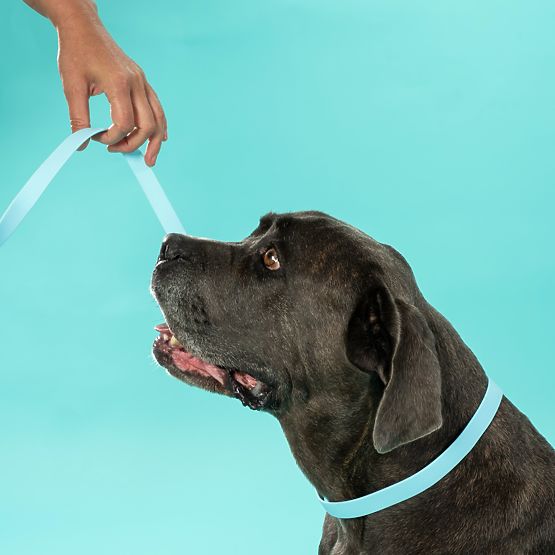 Guinzaglio e collare per cane PJ-074 blu M