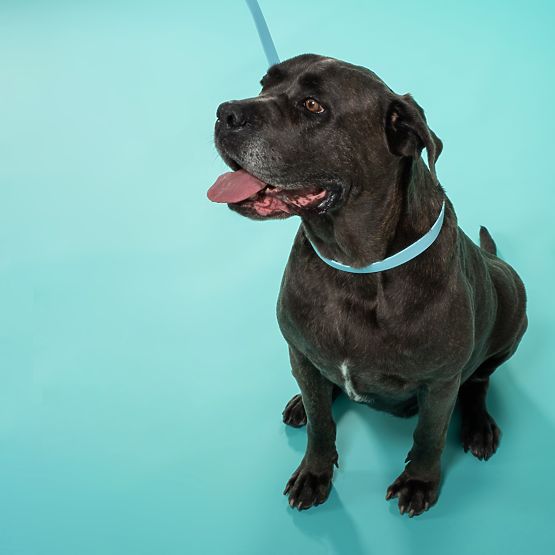 Guinzaglio e collare per cane PJ-074 blu M