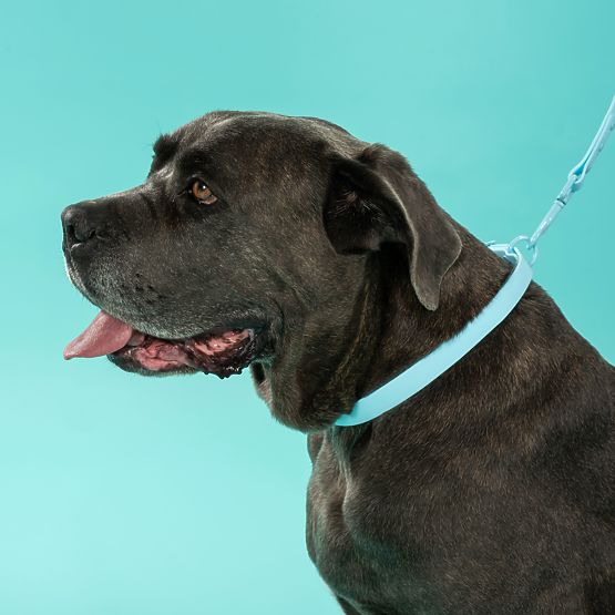 Guinzaglio e collare per cane PJ-074 blu M