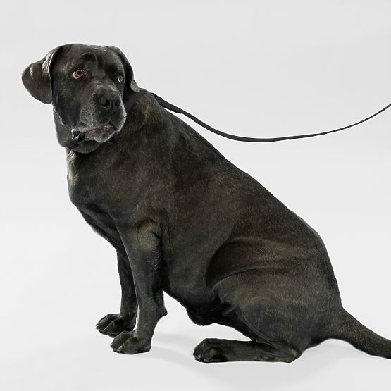 Guinzaglio e collare per cane PJ-075 nero L