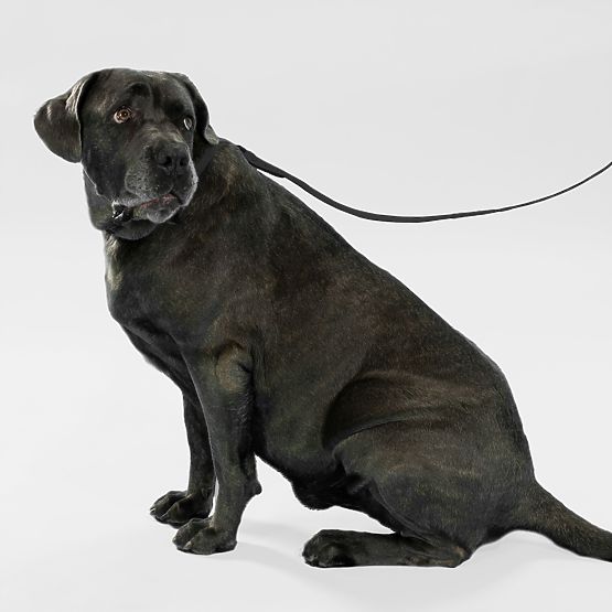 Guinzaglio e collare per cane PJ-075 nero L