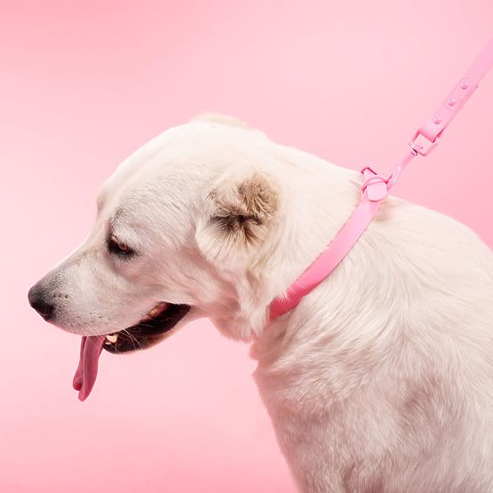 Guinzaglio e collare per cane PJ-076 rosa L
