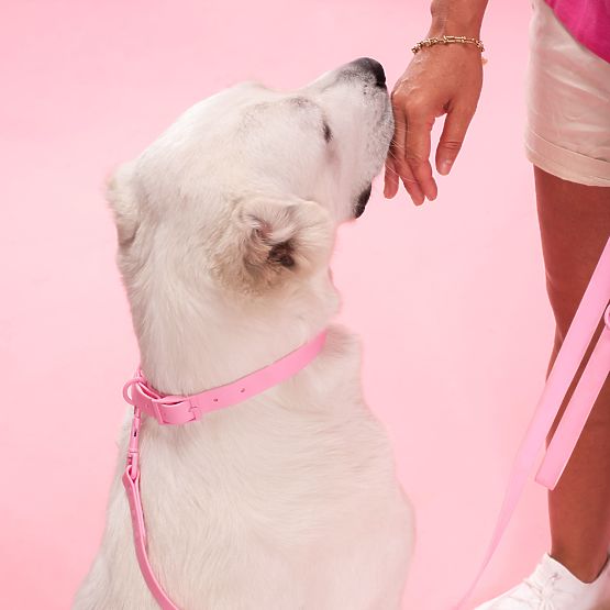 Guinzaglio e collare per cane PJ-076 rosa L