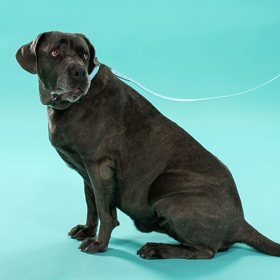 Guinzaglio e collare per cane PJ-078 blu L