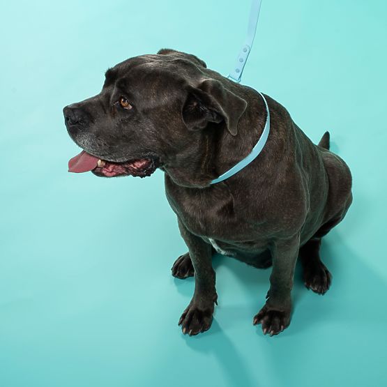 Guinzaglio e collare per cane PJ-078 blu L