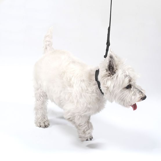 Guinzaglio e collare per cani PJ-067 nero S