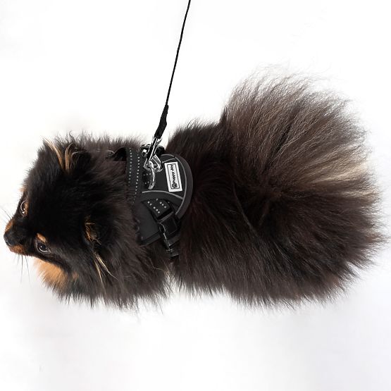 Guinzaglio e imbracatura per cane PJ-047 nero XS