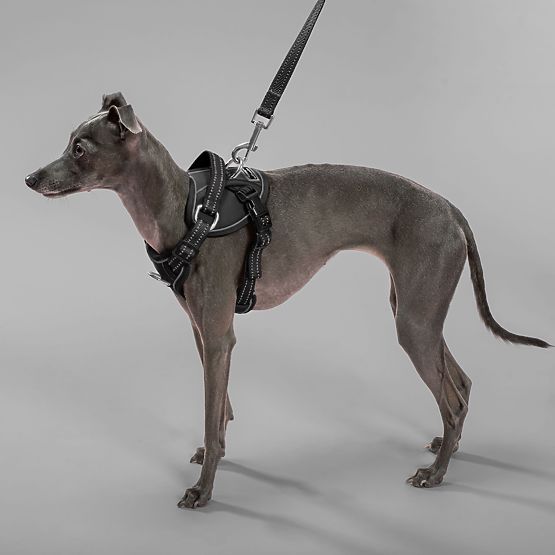 Guinzaglio e imbracatura per cane PJ-051 nero S