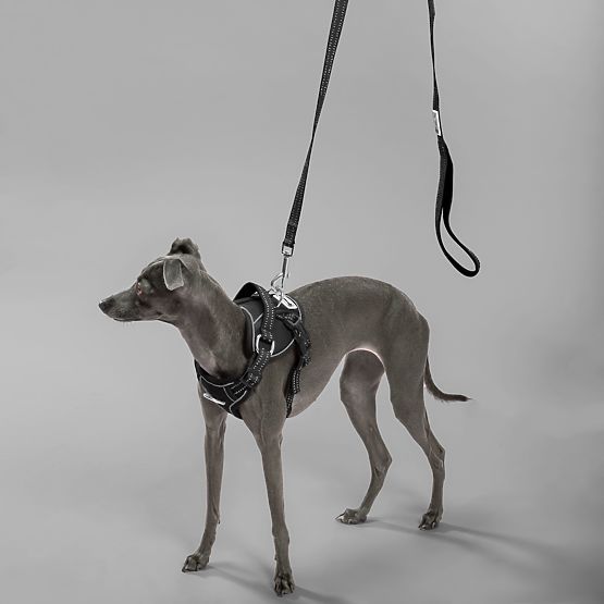 Guinzaglio e imbracatura per cane PJ-051 nero S