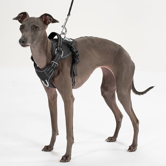 Guinzaglio e imbracatura per cane PJ-051 nero S