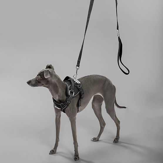 Guinzaglio e imbracatura per cane PJ-055 nero M
