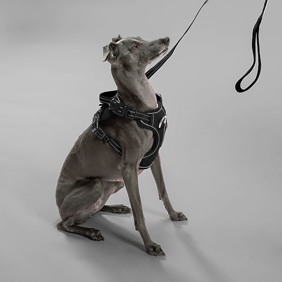 Guinzaglio e imbracatura per cane PJ-055 nero M