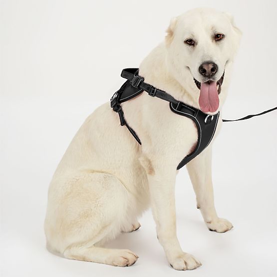 Guinzaglio e imbracatura per cane PJ-063 nero XL