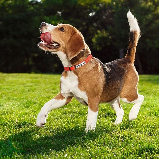 Guinzaglio riflettente e collare per cane PJ-035 rosso