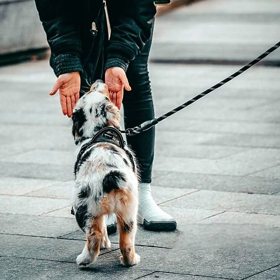 Guinzaglio riflettente e collare per cane PJ-035 rosso