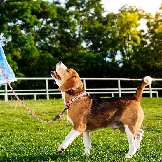 Guinzaglio riflettente e collare per cane PJ-036 Rosa