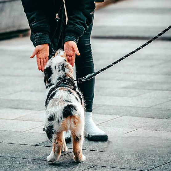 Guinzaglio riflettente e collare per cane PJ-036 Rosa