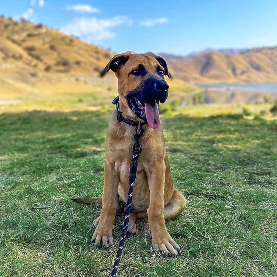 Guinzaglio riflettente e collare per cane PJ-091 nero