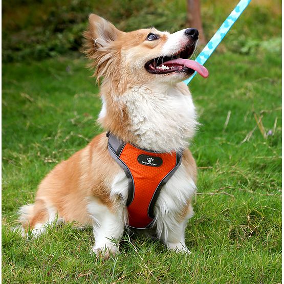 Imbracatura da addestramento per cani ASTRO arancione taglia M