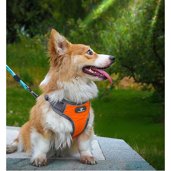 Imbracatura da addestramento per cani ASTRO arancione taglia M