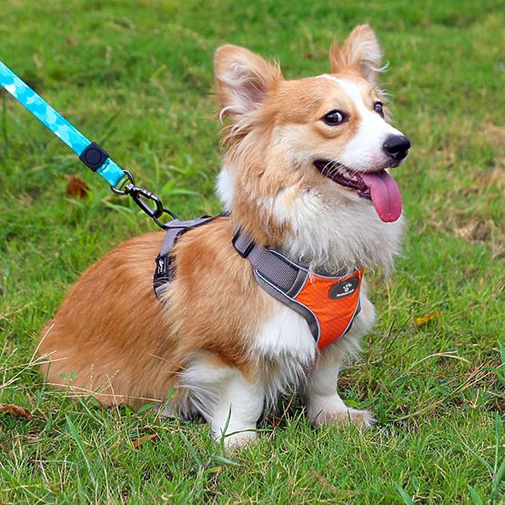 Imbracatura da addestramento per cani ASTRO arancione taglia M