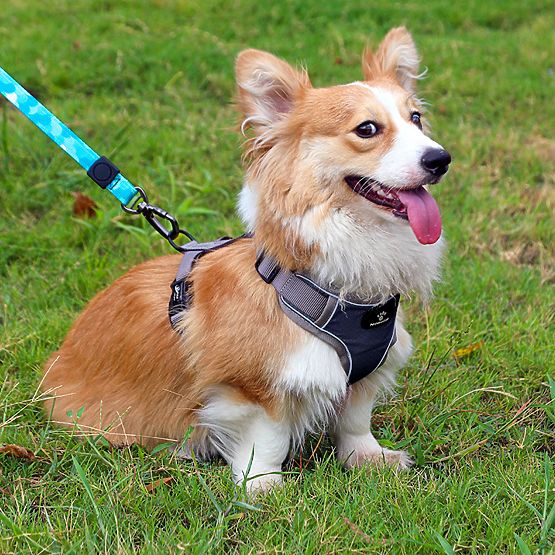 Imbracatura da addestramento per cani ASTRO blu taglia M