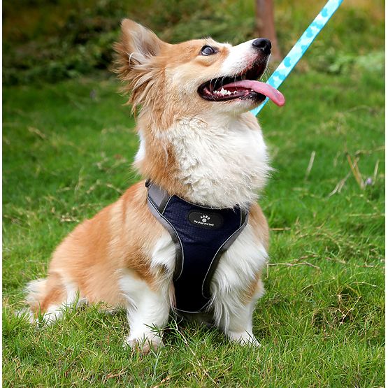 Imbracatura da addestramento per cani ASTRO blu taglia S