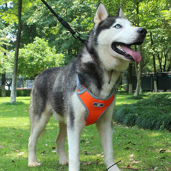 Imbracatura da passeggio per cani ASTRO arancione taglia XL