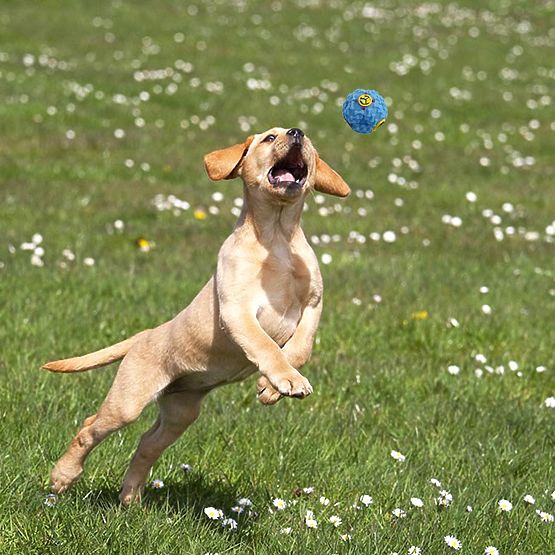 Set di 10 giocattoli per cani BALTO tira e molla