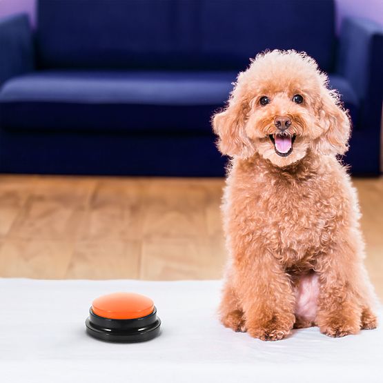 Set di 4 pulsanti di comunicazione per cani TALKER