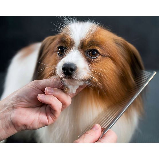 Set di forbici per animali GROMMY per cane e gatto