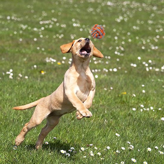 Set di giochi da tiro per cani SPANKY 5 pezzi