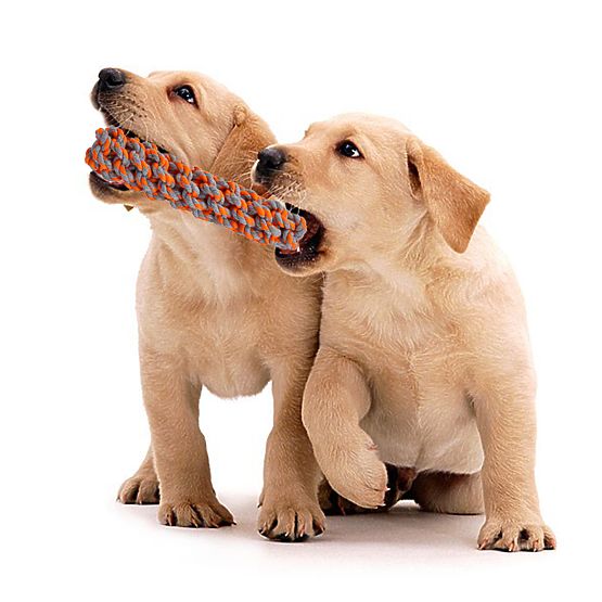 Set di giochi da tiro per cani SPANKY 5 pezzi