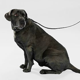 Guinzaglio e collare per cane PJ-075 nero L, PuppyJoy