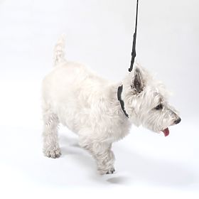 Guinzaglio e collare per cani PJ-067 nero S, PuppyJoy