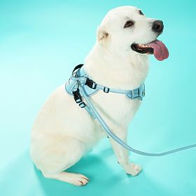 Guinzaglio e imbracatura per cane PJ-066 blu XL, PuppyJoy